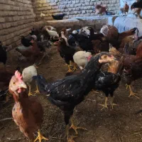 خروس محلی|حیوانات مزرعه|بیلوار, |دیوار