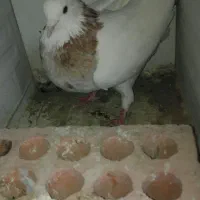 طوقی.|پرنده|نرماشیر, |دیوار