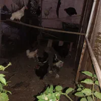 مرغ گلین