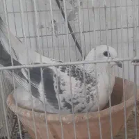 کفتر جفگاه هم پرشی