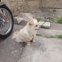 سگ پامر نر