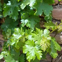 برگ انگور عسگری