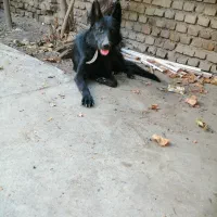 ژرمن بلک سن یکسال حرف گوش کن هوش بالا|سگ|گرگان, |دیوار