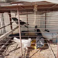 پرنده|پرنده|خمینی‌شهر, |دیوار