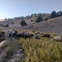 تراکتور معاوضه با گوسفند