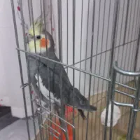 فروش عروس هلندی یا معاوضه با قناری مسکویی