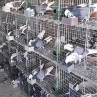 کفتر قفس تاشو زیر قیمت ایران از تخفیف جا نمونی