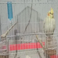 عروس هلندی گم شده