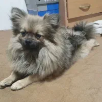 سگ پامرانین روباهی زیبا