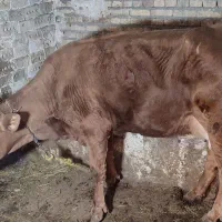 گاو سیمنتال