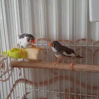 یک جفت فنچ|پرنده|شاهین‌شهر, الهیه|دیوار