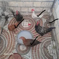 مرغ و خروس