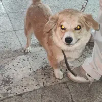 سگ اشپیتز