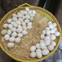 تخم مرغ محلی عربی نطفه دار