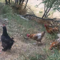 مرغ  وخروس