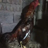 سه عدد لاری اصیل|حیوانات مزرعه|مشگین شهر, |دیوار