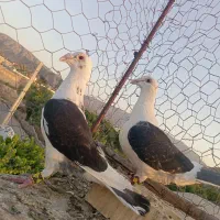 کبوتر