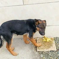 توله ژرمن سه ماهه|سگ|کرمانشاه, |دیوار