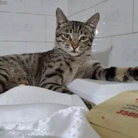 گربه گمشده|حیوانات|مینودشت, |دیوار