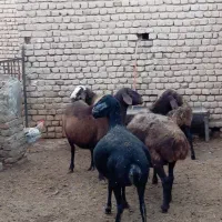 گوسفند آبستن