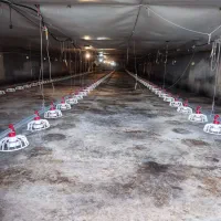 مرغداری ۳۰ هزارتایی|اجارهٔ دفتر صنعتی، کشاورزی، تجاری|گنبد کاووس, |دیوار