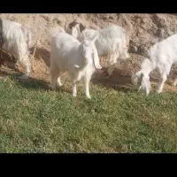 5 عدد بزغاله