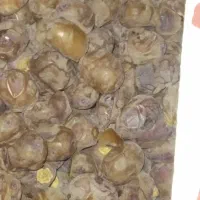 خرما برحی درجه یک|خوردنی و آشامیدنی|اهواز, کمپلو شمالی|دیوار