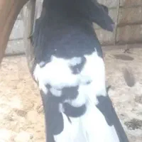 کبوتر اشعل کاشانی سیاه و سرخ|پرنده|بندر ماهشهر, |دیوار