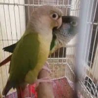 2عددگرینچیک|پرنده|پاکدشت, شهرک امام رضا|دیوار