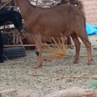 گیسه رشتی اوست نژاد دوقلو فروشی|حیوانات مزرعه|بم, |دیوار