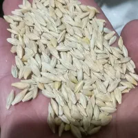 جو محلی یازدخ دم. . یک