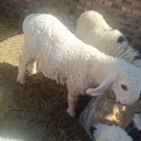 گوسفند مری
