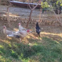 بوغلمون نر وماده