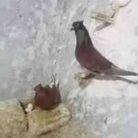 یک جفت دمسفید