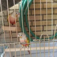 گرینچیک مولد