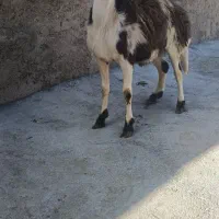 بره‌قوچ‌پلنگی