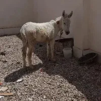 الاغ ماده دوساله سفید