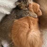 بچه گربه بریتیش شورت هیر رنگ بلک گلد سه ماهه