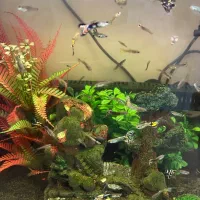 ماهی گوپی ارزان در سایزهای مختلف|ماهی|تهران, صفا|دیوار