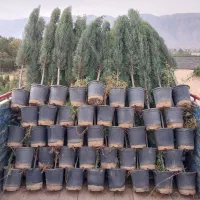 سروشیراز..|گل و گیاه طبیعی|خفر, |دیوار