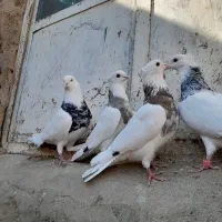 کبوتر