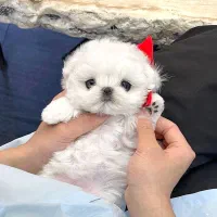 پودل مالتیز عروسکی جیبی مالتیپو|سگ|تهران, منیریه|دیوار