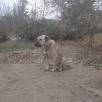 سگ سرابی نر|سگ|انگوت, |دیوار