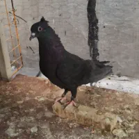 تافته ای دوکاکله و سیاه تو دم دار گمشده|حیوانات|شیراز, شهرک مفتح|دیوار