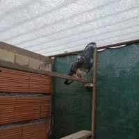 کبوتر پرشی فروشی|پرنده|آق قلا, |دیوار