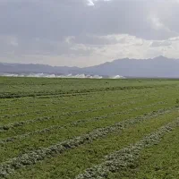 بیده بردسیر