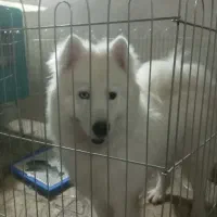 سامویید|سگ|اسلامشهر, شهرک قائمیه|دیوار