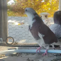 کبوتر پرشی|پرنده|گلپایگان, |دیوار