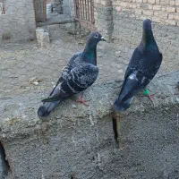 دوجفت کبوترالمانی|پرنده|نیمبلوک, |دیوار