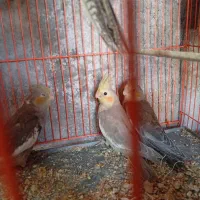 جوجه عروس 33روزه